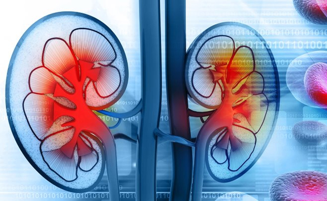 Supplements to Boost Kidney Function